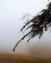 Evergreen leaves in the evening fog Royalty Free Stock Photo