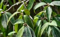 Evergreen leaves and fruit on Bentham`s Cornel Cornus capitata or Himalayan Evergreen Dogwood Tree. Royalty Free Stock Photo