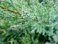 Evergreen macro pine tree details nature green freshness plant background Royalty Free Stock Photo