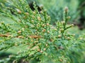 Evergreen macro pine tree details nature green freshness plant background Royalty Free Stock Photo