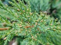 Evergreen macro pine tree details nature green freshness plant background Royalty Free Stock Photo