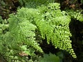 Evergreen maidenhair Adiantum venustum, Himalayan Maidenhair, Himalaja-Venushaar-Farn oder ImmergrÃÂ¼ner Frauenhaarfarn