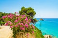 Evergreen Mediterranean plants Platis Gialos Beach Kefalonia island Greece Royalty Free Stock Photo
