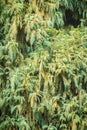 Evergreen Microbiota decussata (Siberian carpet cypress, Russian