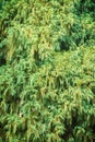 Evergreen Microbiota decussata (Siberian carpet cypress, Russian