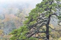 Evergreen and mist, Shenandoah National Park, Virginia