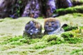 JP Ohara sanzenin stone heads Royalty Free Stock Photo