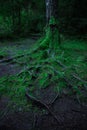 Evergreen mystery wood land tree roots in enchanted forest vertical moody natural photo