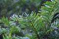 Evergreen Needle Macro Background photo Royalty Free Stock Photo