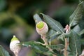 Evergreen oak or Quercus ilex evergreen oak tree branch with young light green shoots clothed with a close grey felt surrounded