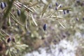 Evergreen olive tree branches with ripening fruits