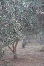 Evergreen olive trees with ripening fruits