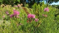 The evergreen ornamental shrub Erica pink blooms among the green grass.
