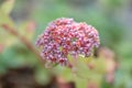 Evergreen Orpine Hylotelephium anacampseros, buds and flowers