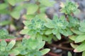 Evergreen Orpine, Hylotelephium anacampseros, plants