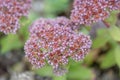 Evergreen Orpine Hylotelephium anacampseros, purplish-red flowers