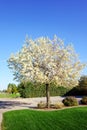 Evergreen Pear (Pyrus Kawakamii) Winter Bloom, Phoenix, AZ Royalty Free Stock Photo