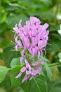 Light purple flowers of the Ribbon Bush plant, Hypoestes aristata Royalty Free Stock Photo
