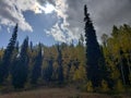 Evergreen pine and aspen trees changing color in the high mountains