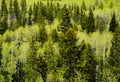 Evergreen Pine & Aspen Trees - Mountain Forest Royalty Free Stock Photo