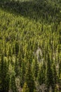 Evergreen Pine & Aspen Trees - Mountain Forest Royalty Free Stock Photo