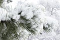 Evergreen pine branches under the snow