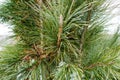 evergreen, pine branches with long needles