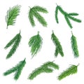 Evergreen pine branches vector color illustrations collection Royalty Free Stock Photo