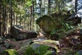 Evergreen pine forest. Plants, stones, moss, lichen, fern. Big stones in a spruce forest Royalty Free Stock Photo