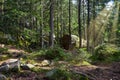 Evergreen pine forest. Sunbeams, stones, moss, lichen, fern. Big stones in a spruce forest Royalty Free Stock Photo