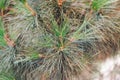 Evergreen pine needles branches