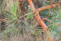 Evergreen pine needles branches