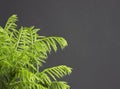 Evergreen pine needles photo background. Young small pine bush branch, soft focus Royalty Free Stock Photo