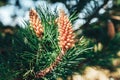 Evergreen pine tree branch with fresh green buds needles. Royalty Free Stock Photo