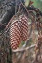 Evergreen pine tree branch with young shoots and fresh green buds, needles close-up Royalty Free Stock Photo