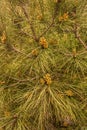 Evergreen pine tree branch with young shoots and fresh green buds, needles. Royalty Free Stock Photo