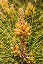 Evergreen pine tree branch with young shoots and fresh green buds, needles. Royalty Free Stock Photo