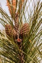 Evergreen pine tree branch with young shoots and fresh green buds, needles. Royalty Free Stock Photo