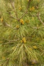 Evergreen pine tree branch with young shoots and fresh green buds, needles close-up Royalty Free Stock Photo