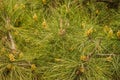 Evergreen pine tree branch with young shoots and fresh green buds, needles close-up Royalty Free Stock Photo