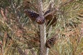 Evergreen pine tree branch with young shoots and fresh green buds, needles close-up Royalty Free Stock Photo