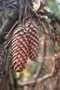 Evergreen pine tree branch with young shoots and fresh green buds, needles close-up Royalty Free Stock Photo