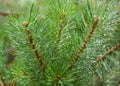 Evergreen pine tree branches with rain drops. Fir-tree with dew, conifer, spruce close up,