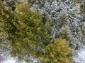 Evergreen pine tree branches, winter aerial view Royalty Free Stock Photo