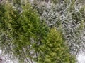 Evergreen pine tree branches, winter aerial view Royalty Free Stock Photo