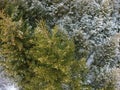 Evergreen pine tree branches, winter aerial view Royalty Free Stock Photo