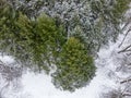 Evergreen pine tree branches, winter aerial view Royalty Free Stock Photo