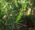 Evergreen pine tree with young sprouts with needles. Coniferous green branch