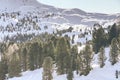 Evergreen pine trees forest during a sunny winter day Royalty Free Stock Photo