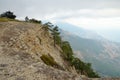 Evergreen pine trees on steep rocky mountain slope Royalty Free Stock Photo